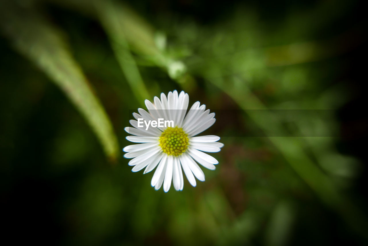 Close-up of white daisy flower