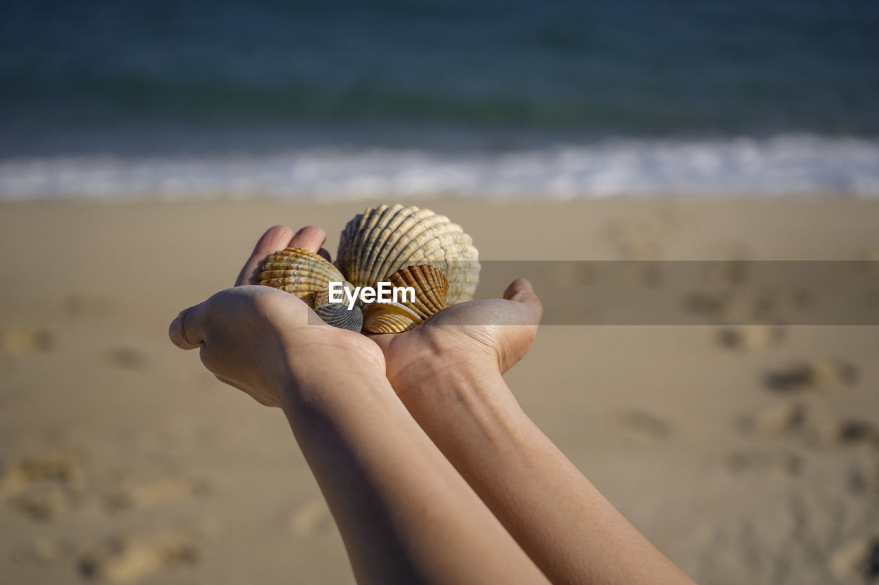 Cropped hand of person holding seashella at beach