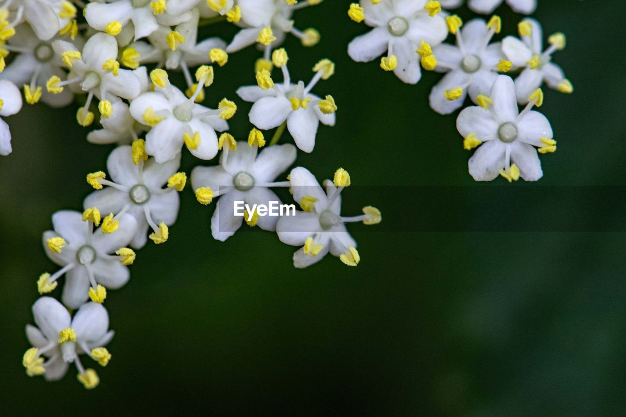 Close-up of white flowering plant