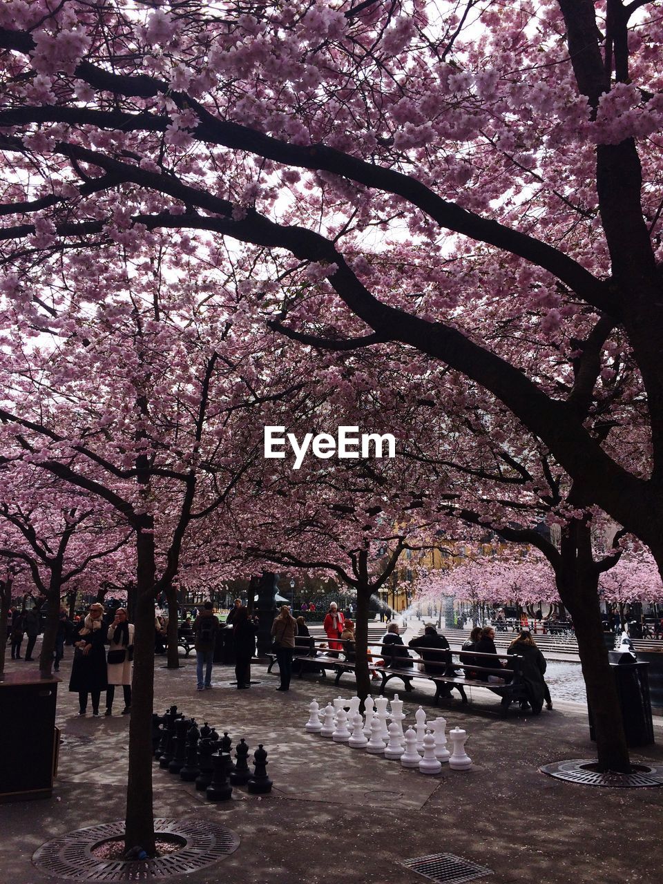 PINK FLOWER TREE