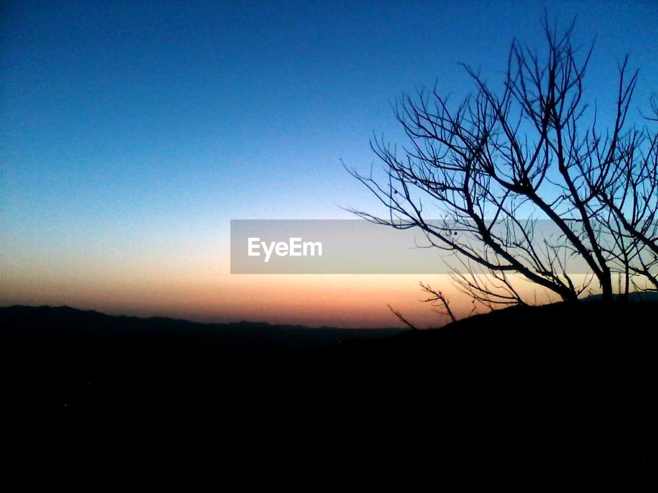 SILHOUETTE OF TREE AT SUNSET