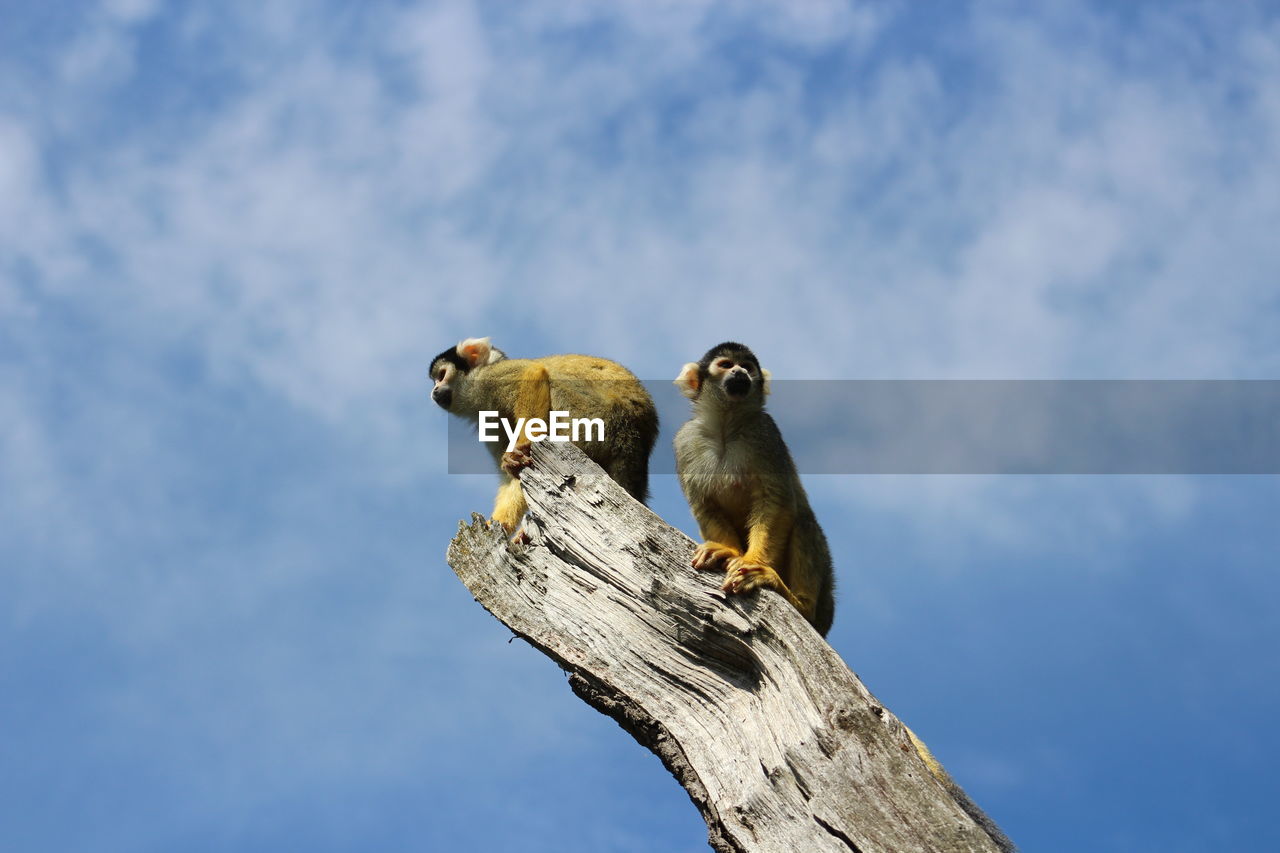 Low angle view of monkeys on tree against cloudy sky