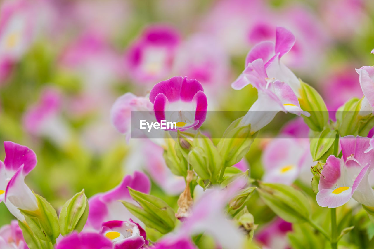 Close-up of pink flowering plants