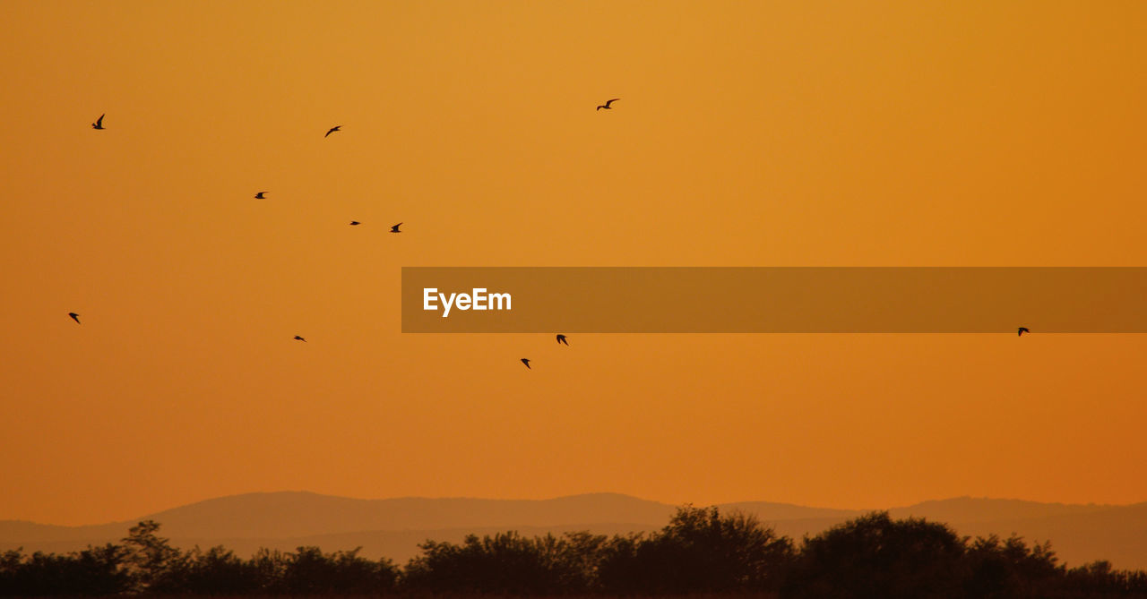 Low angle view of silhouette birds flying against sky