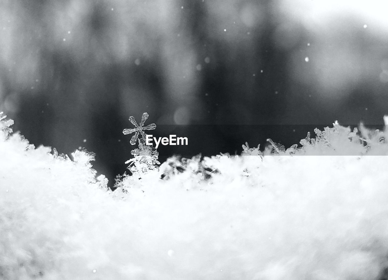 CLOSE-UP OF FROZEN PLANTS