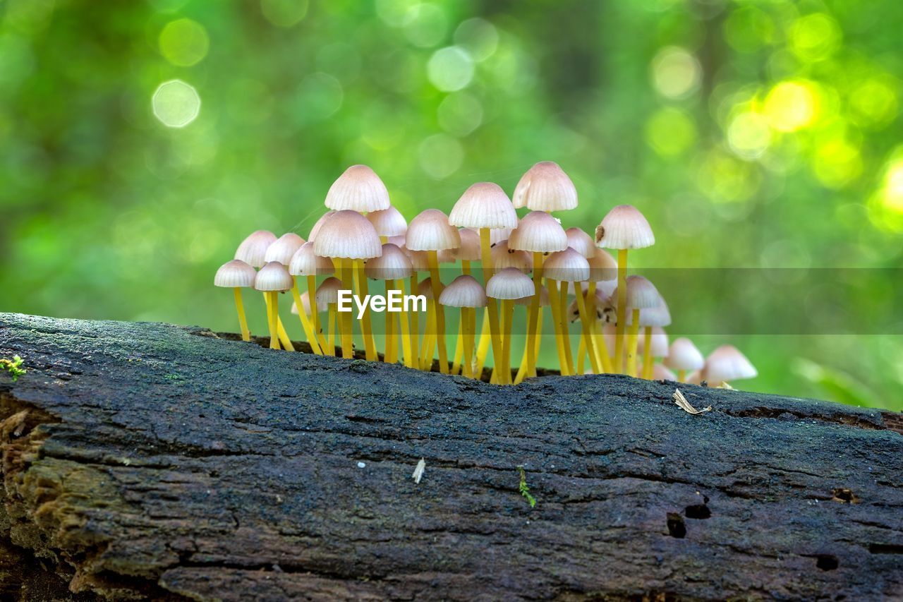 Close-up of mushrooms growing on tree trunk