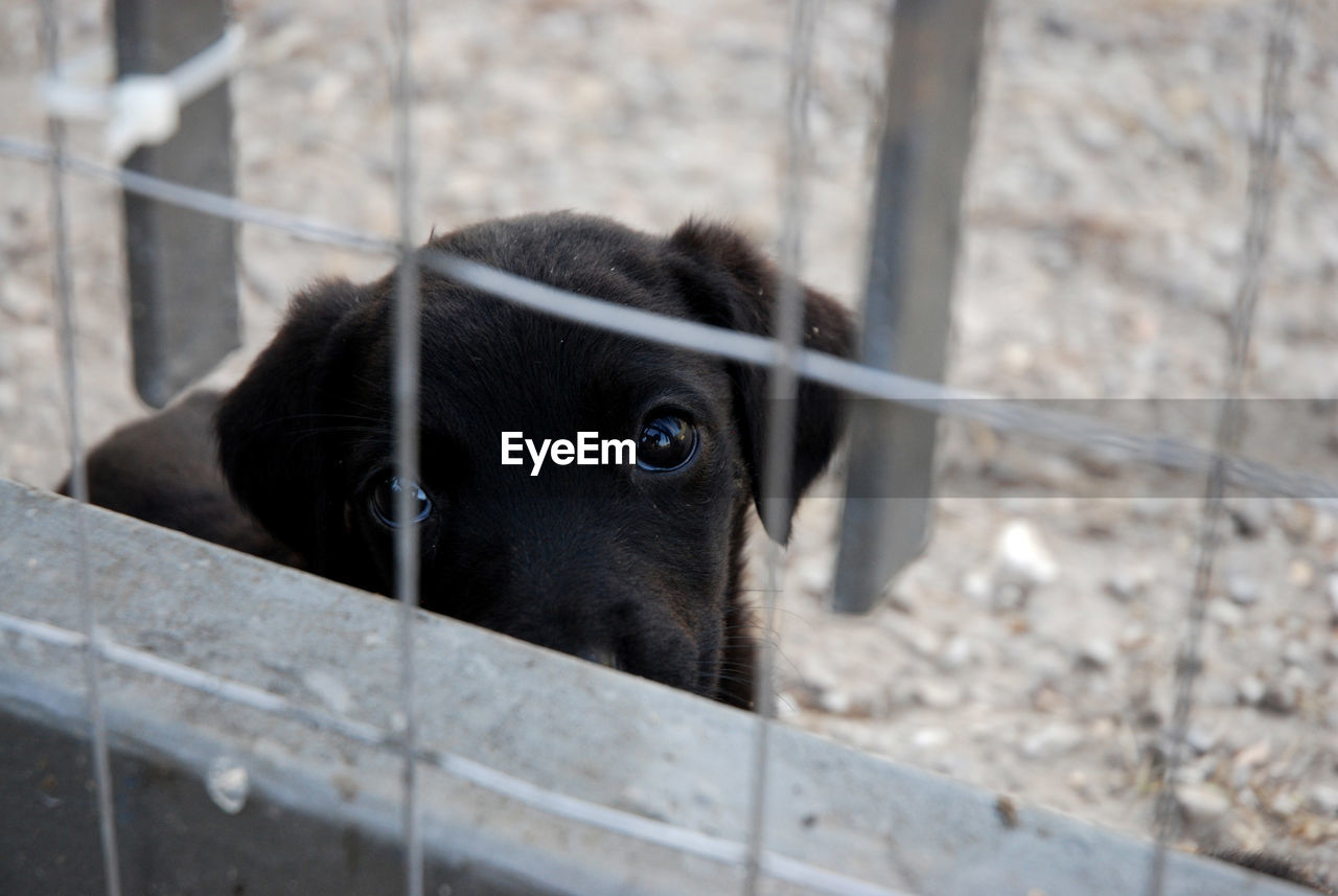 Close-up portrait of dog