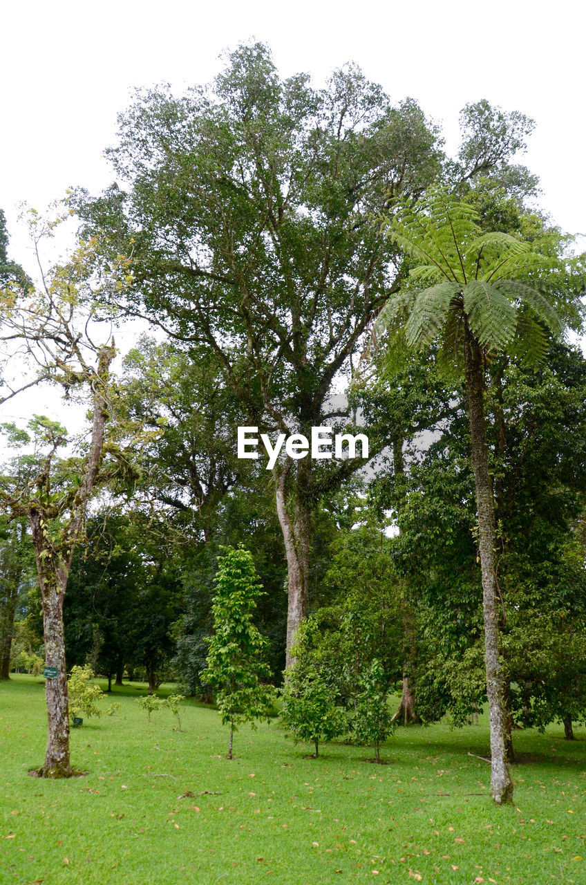 TREES GROWING ON LANDSCAPE AGAINST SKY