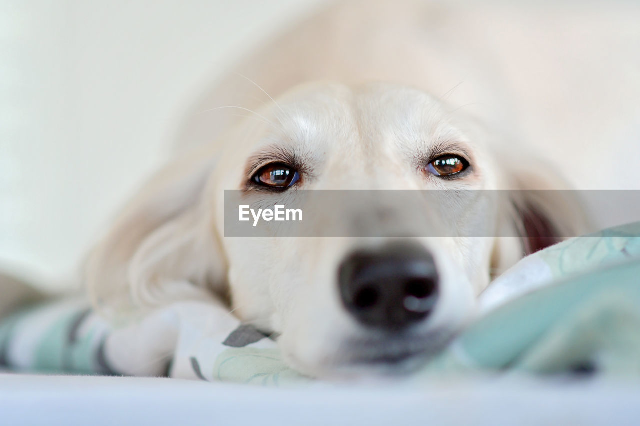 pet, dog, canine, mammal, one animal, domestic animals, animal, animal themes, puppy, nose, close-up, portrait, retriever, indoors, selective focus, looking at camera, white, labrador retriever, skin, cute, lying down, domestic room, relaxation, young animal, animal body part, no people, furniture, emotion