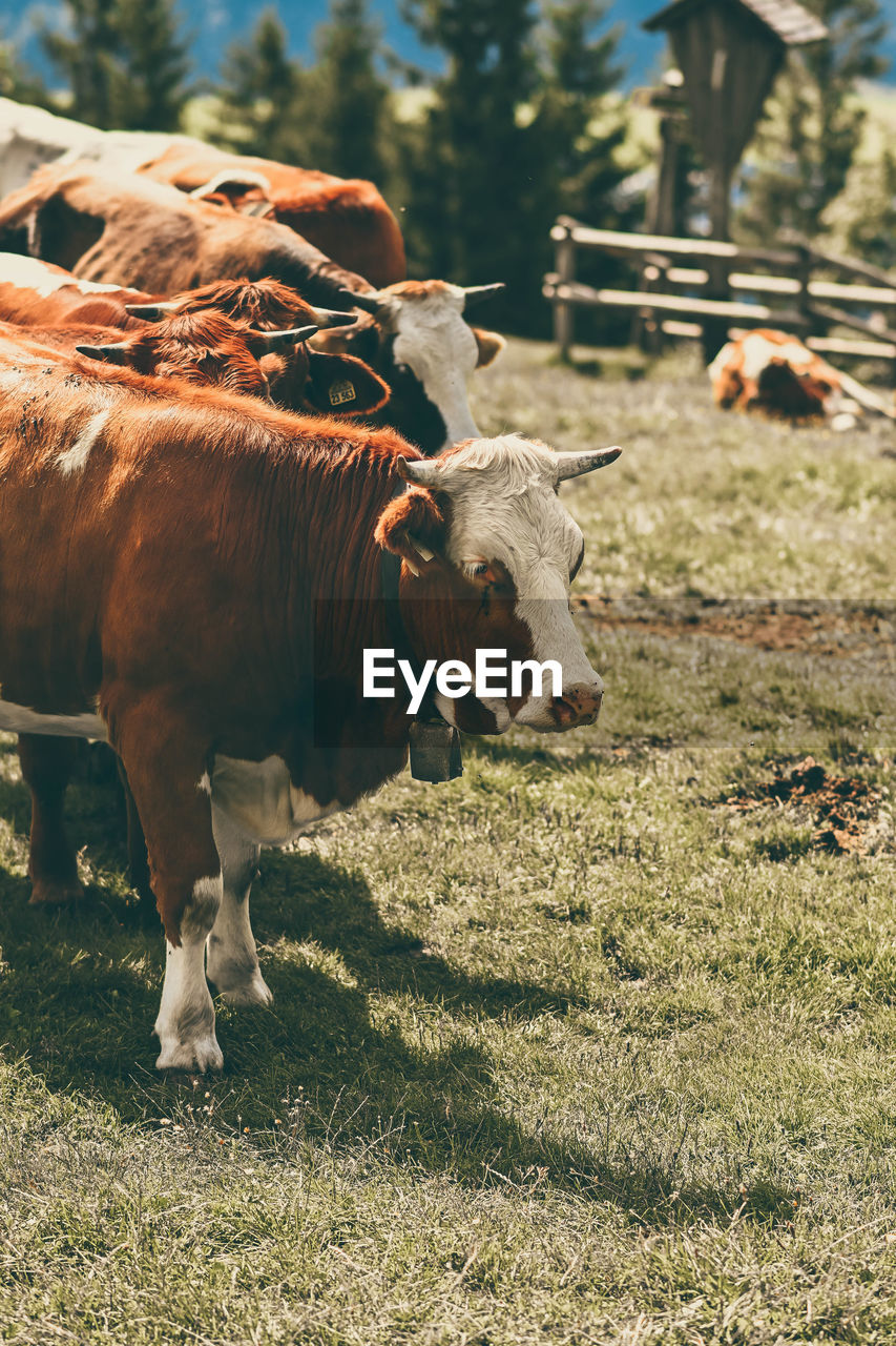 View of cow on field