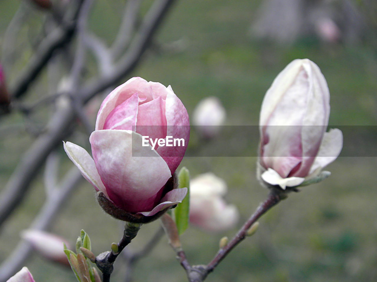 Close-up of pink rose bud