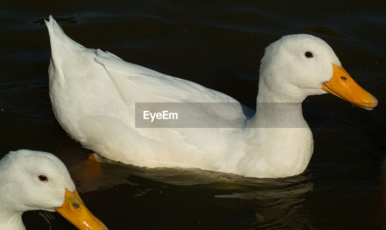 CLOSE-UP OF SWAN FLOATING IN LAKE