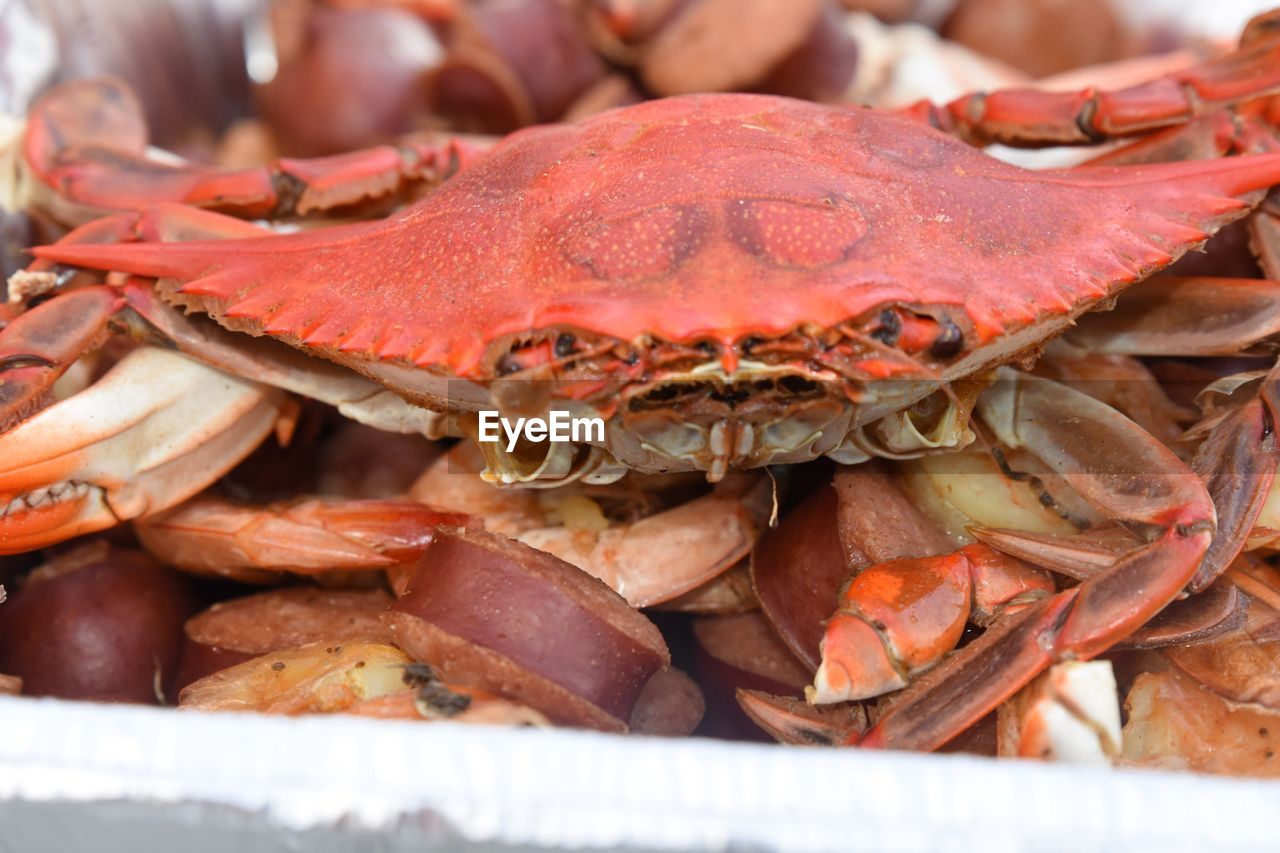 Mr crabs becomes the buffet
