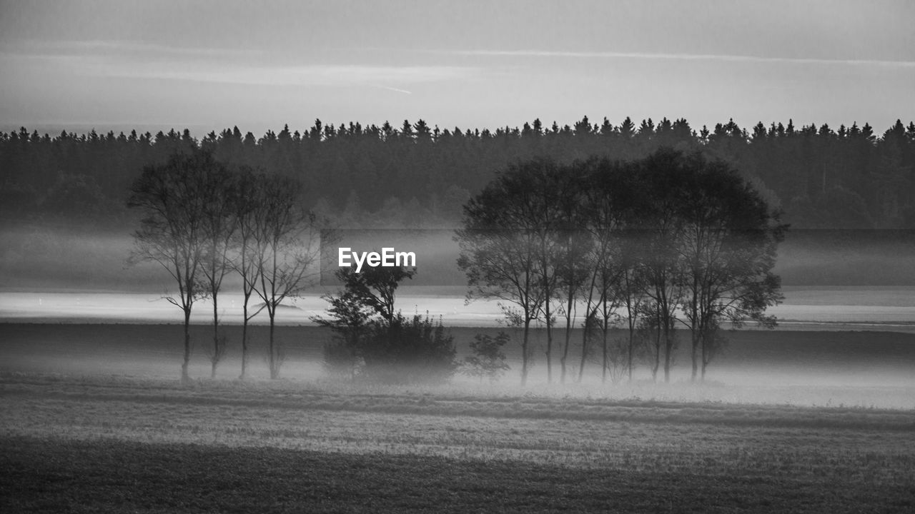 Trees on field against sky during foggy weather