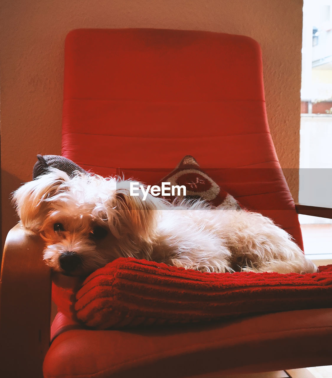 CLOSE-UP OF DOG RESTING ON RED SOFA AT HOME