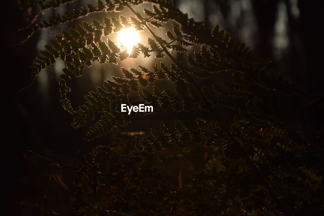 CLOSE-UP OF TREE AGAINST STAR FIELD