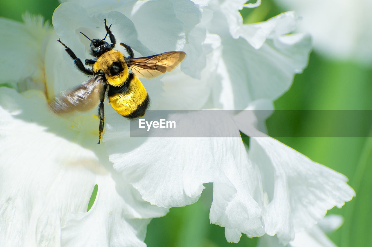 CLOSE-UP OF HONEY BEE POLLINATING ON WHITE FLOWER