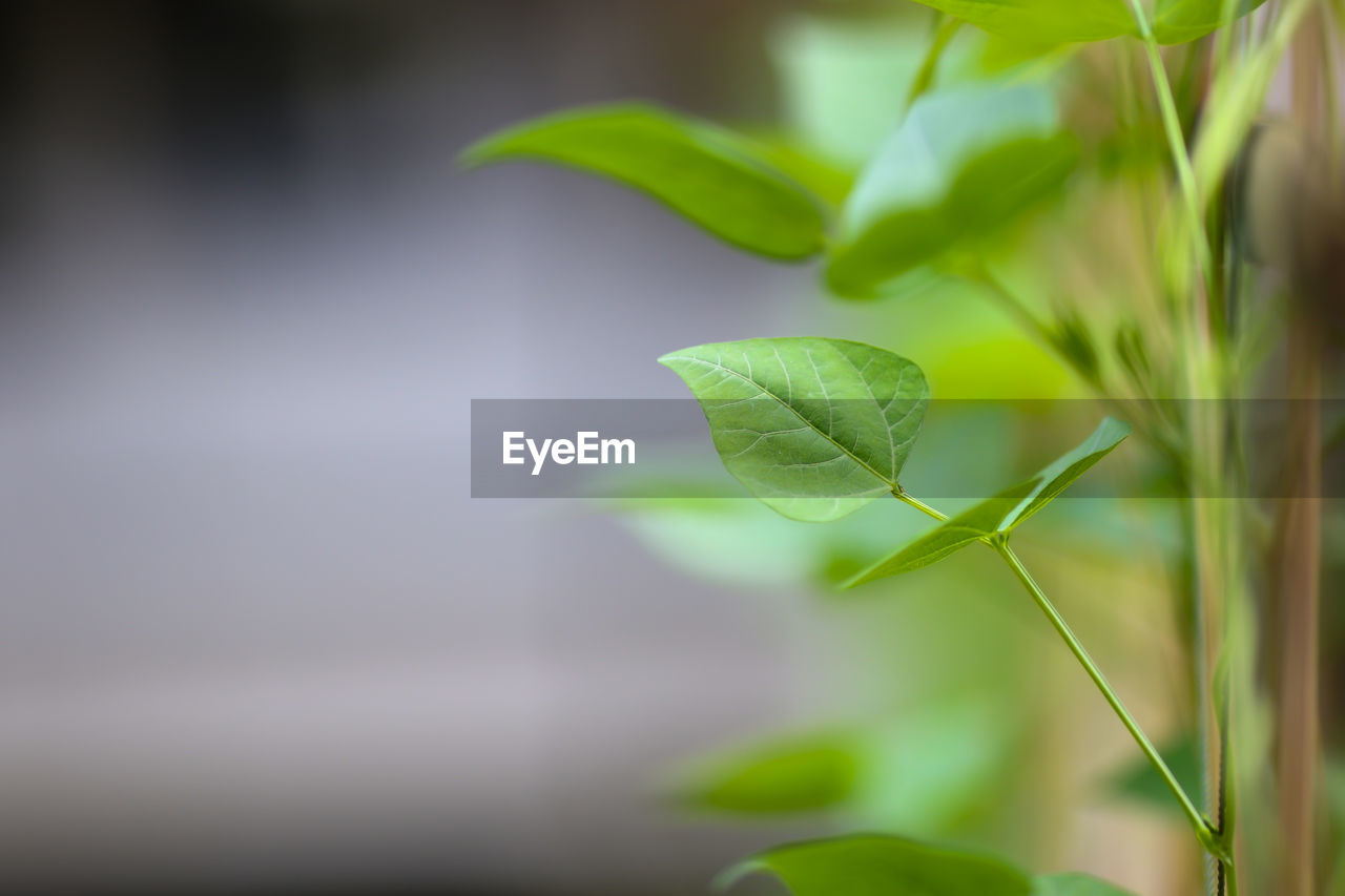 CLOSE-UP OF FRESH GREEN LEAVES