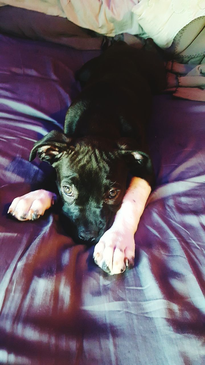 HIGH ANGLE VIEW OF DOG LYING ON BED