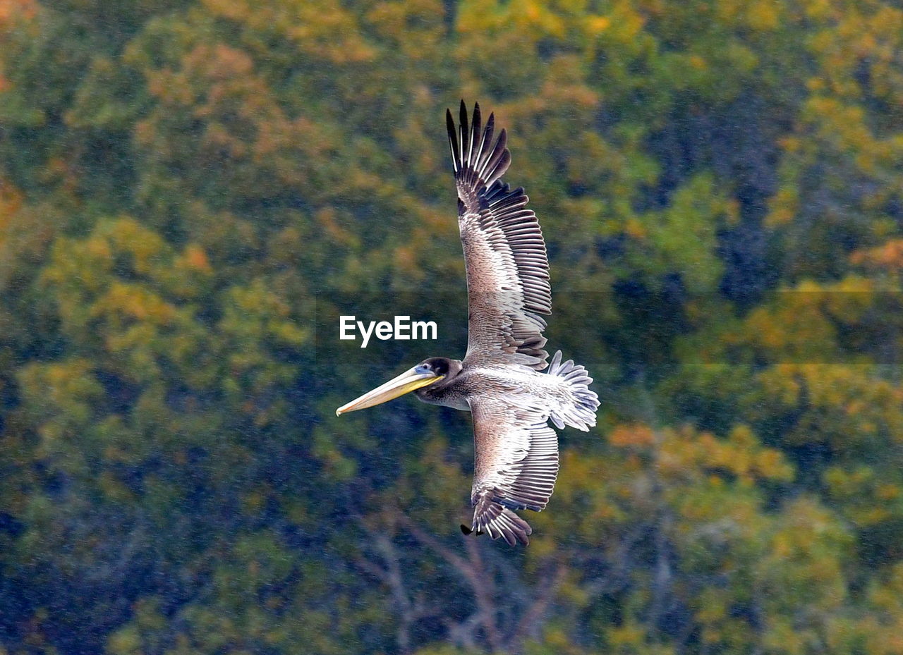 VIEW OF A BIRD
