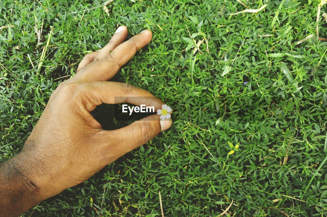 Close-up of man hand on field