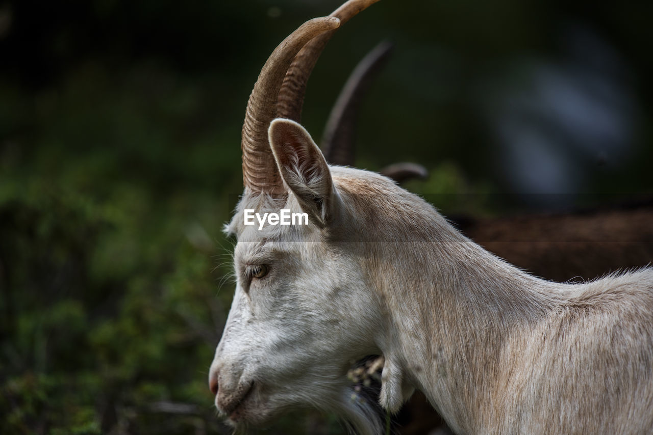 animal themes, animal, mammal, animal wildlife, one animal, wildlife, domestic animals, livestock, animal body part, no people, nature, horn, outdoors, focus on foreground, animal head, close-up, pet, side view, day, horned