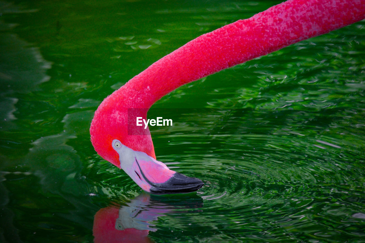 water, green, bird, nature, no people, flower, red, day, water bird, animal, animal themes, flamingo, animal wildlife, lake, pink, wildlife, one animal, outdoors, high angle view, swimming, close-up, leaf, plant