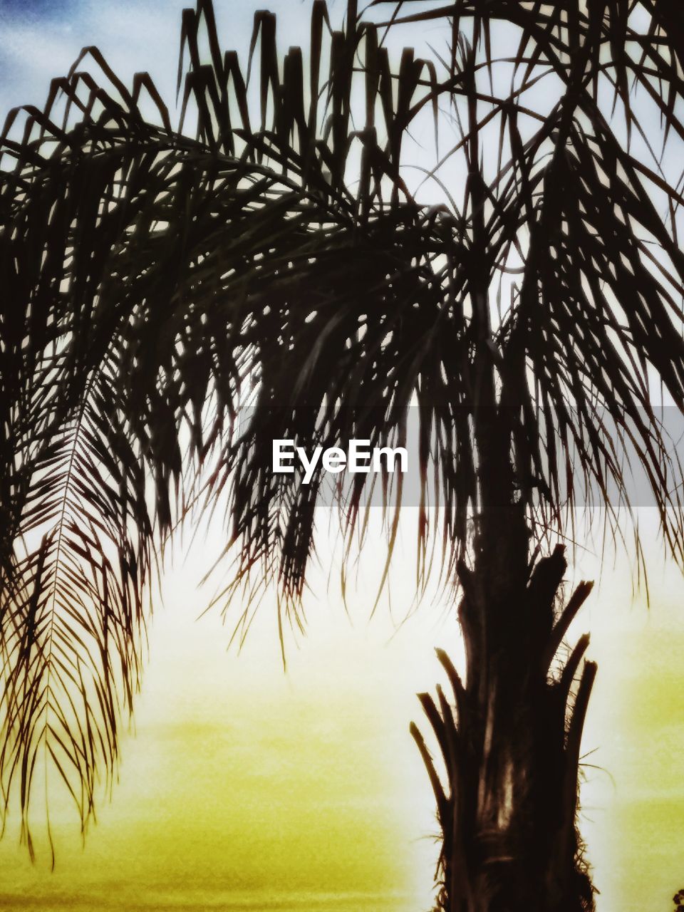 LOW ANGLE VIEW OF PALM TREES AGAINST SKY