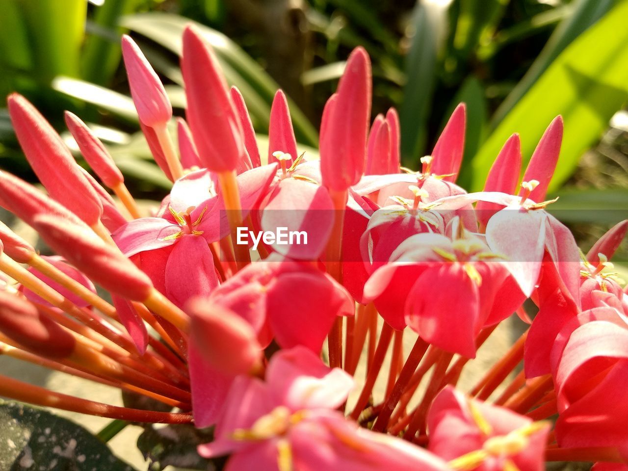 CLOSE-UP OF PINK FLOWERS