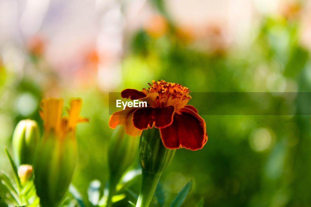 CLOSE-UP OF FLOWERS