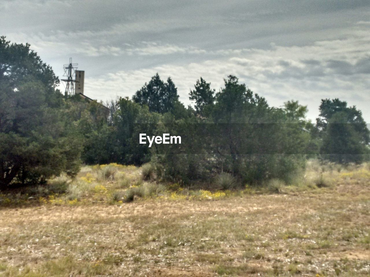 TREES ON GRASSY FIELD AGAINST CLOUDY SKY