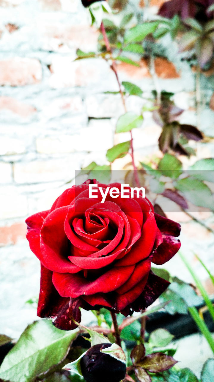 CLOSE-UP OF RED ROSE WITH ROSE