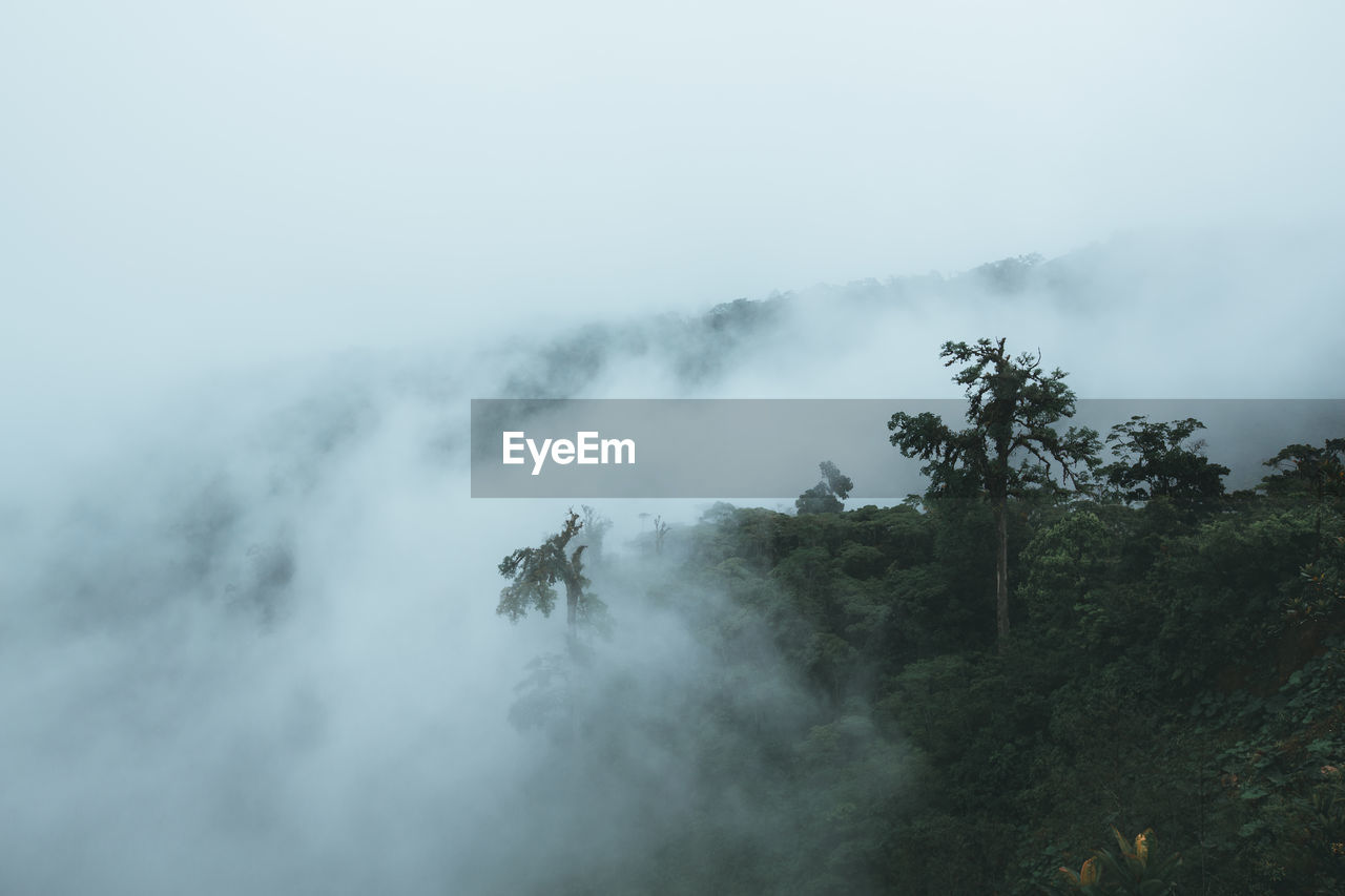 Scenic view of forest during foggy weather