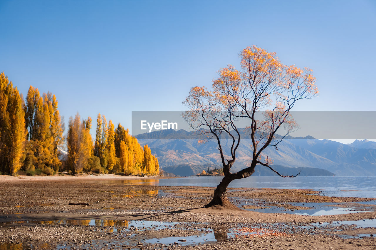 tree, nature, landscape, scenics - nature, sky, morning, environment, beauty in nature, land, plant, mountain, wilderness, water, autumn, tranquility, reflection, lake, tranquil scene, blue, no people, non-urban scene, clear sky, leaf, mountain range, natural environment, forest, outdoors, tree trunk, winter, trunk, day, sunlight, travel destinations, travel, sunny, idyllic, pinaceae, shore, rural scene, remote, coniferous tree, pine woodland, pine tree