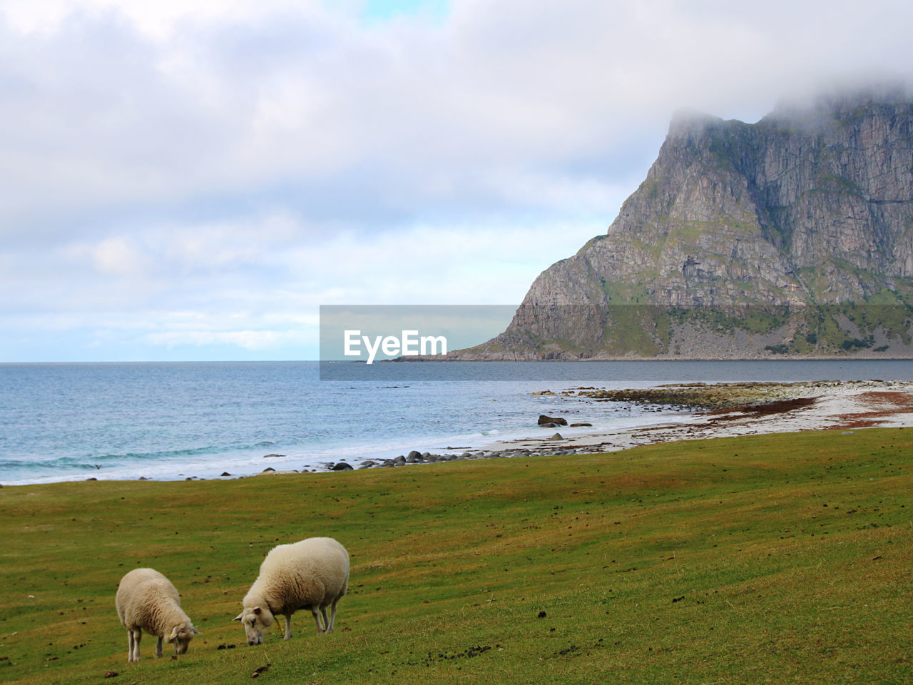 SHEEP IN A SEA WITH SUNLIGHT