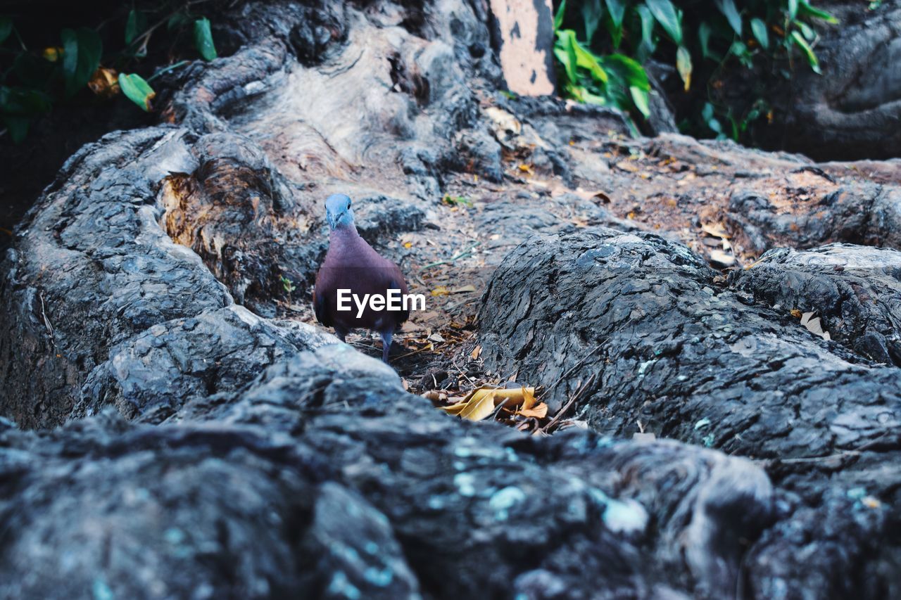 Close-up of birds tree roots