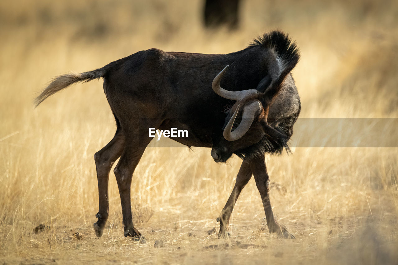 Black wildebeest stands twisting neck to scratch