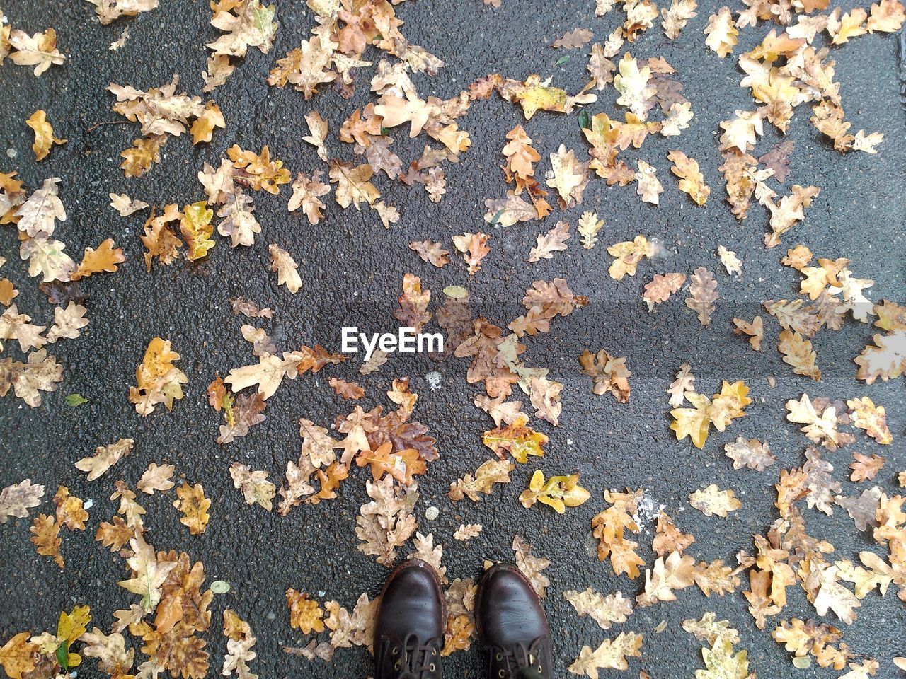 Low section of person standing on dry leaves