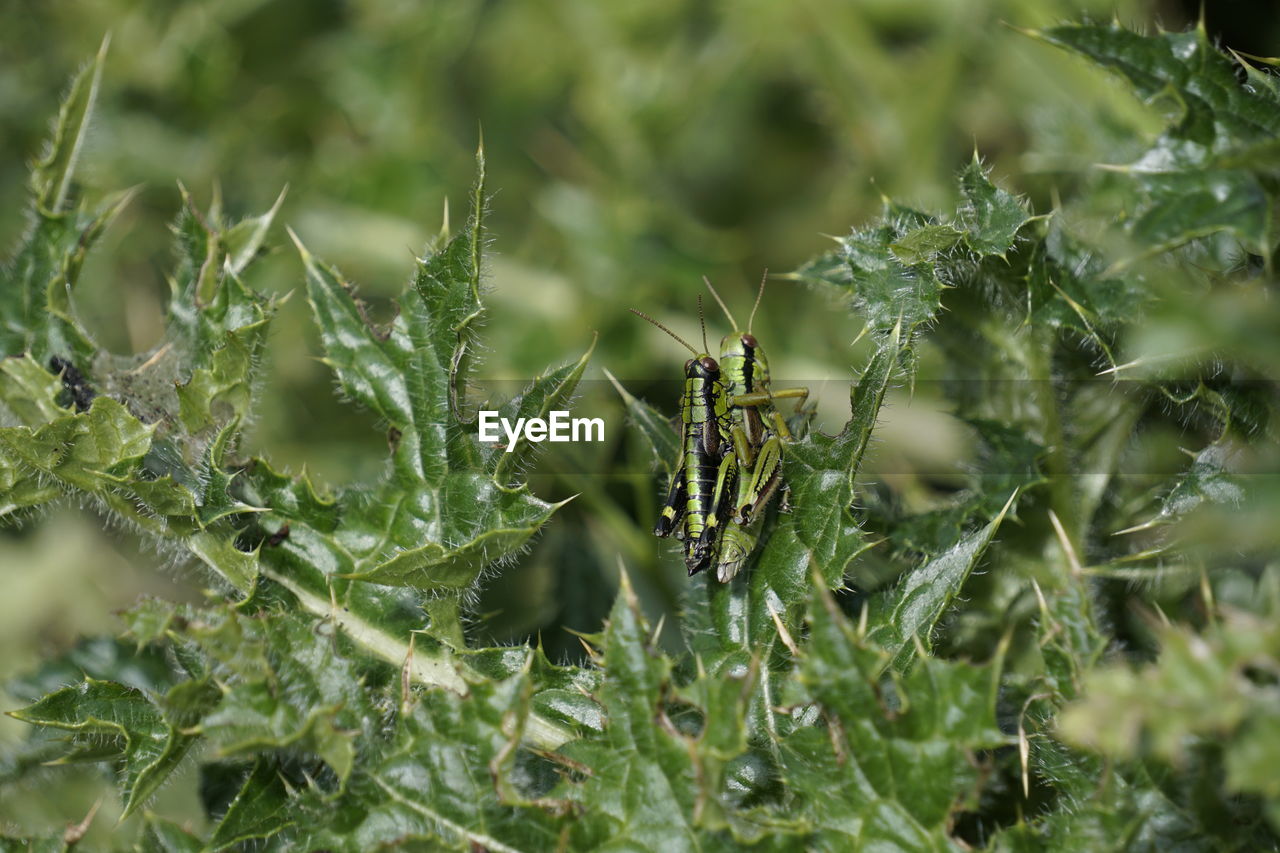 CLOSE-UP OF PLANT