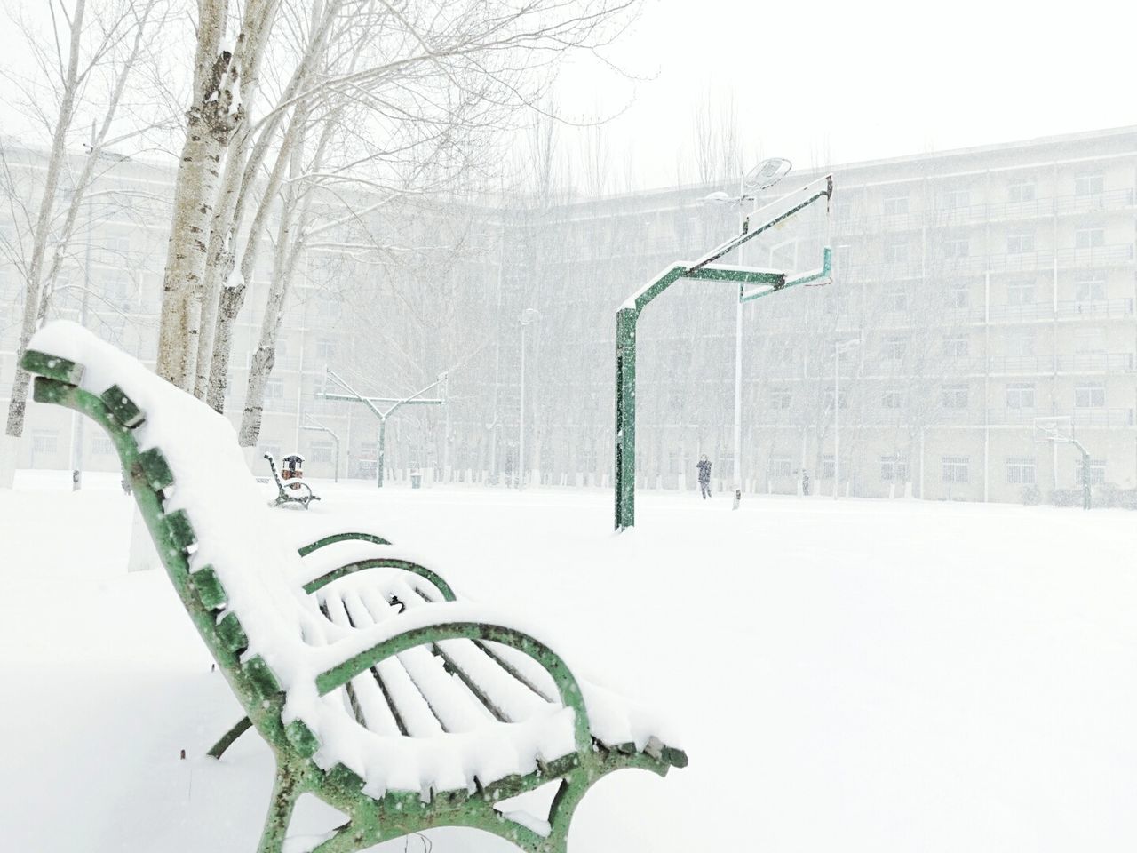 SNOW ON TREE