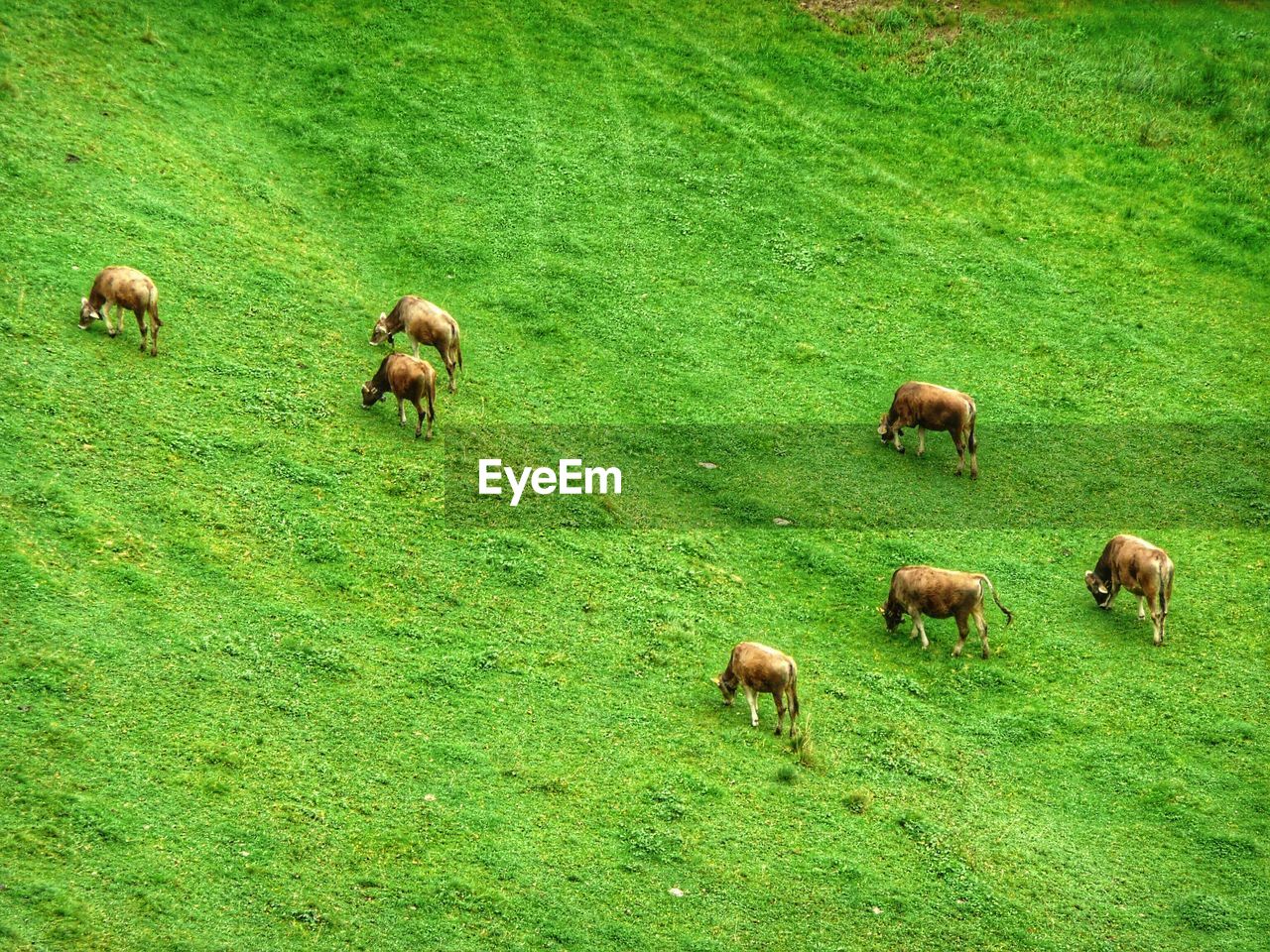 High angle view of cattle grazing on field