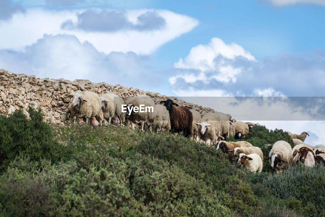 Flock of sheep grazing on hill against cloudy sky