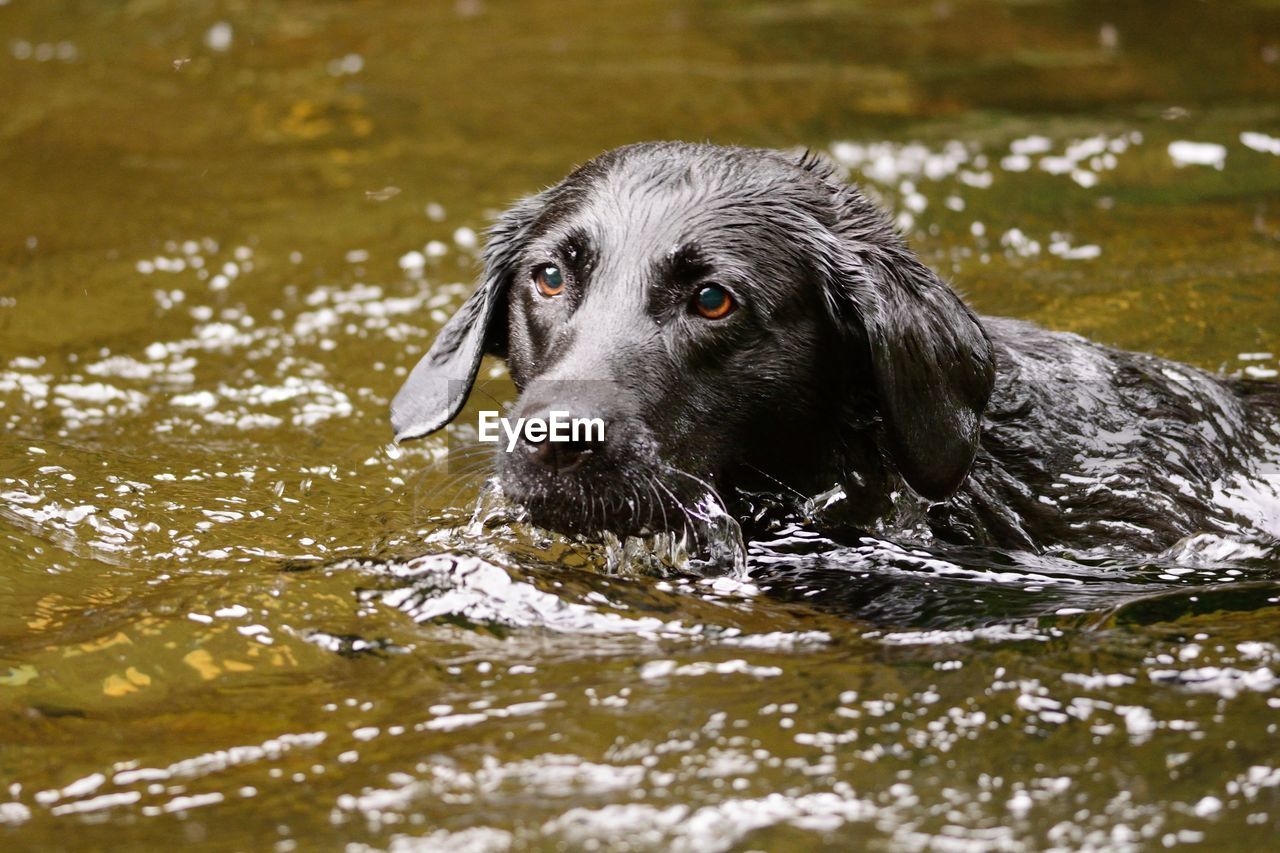 Black labrador swimming in river