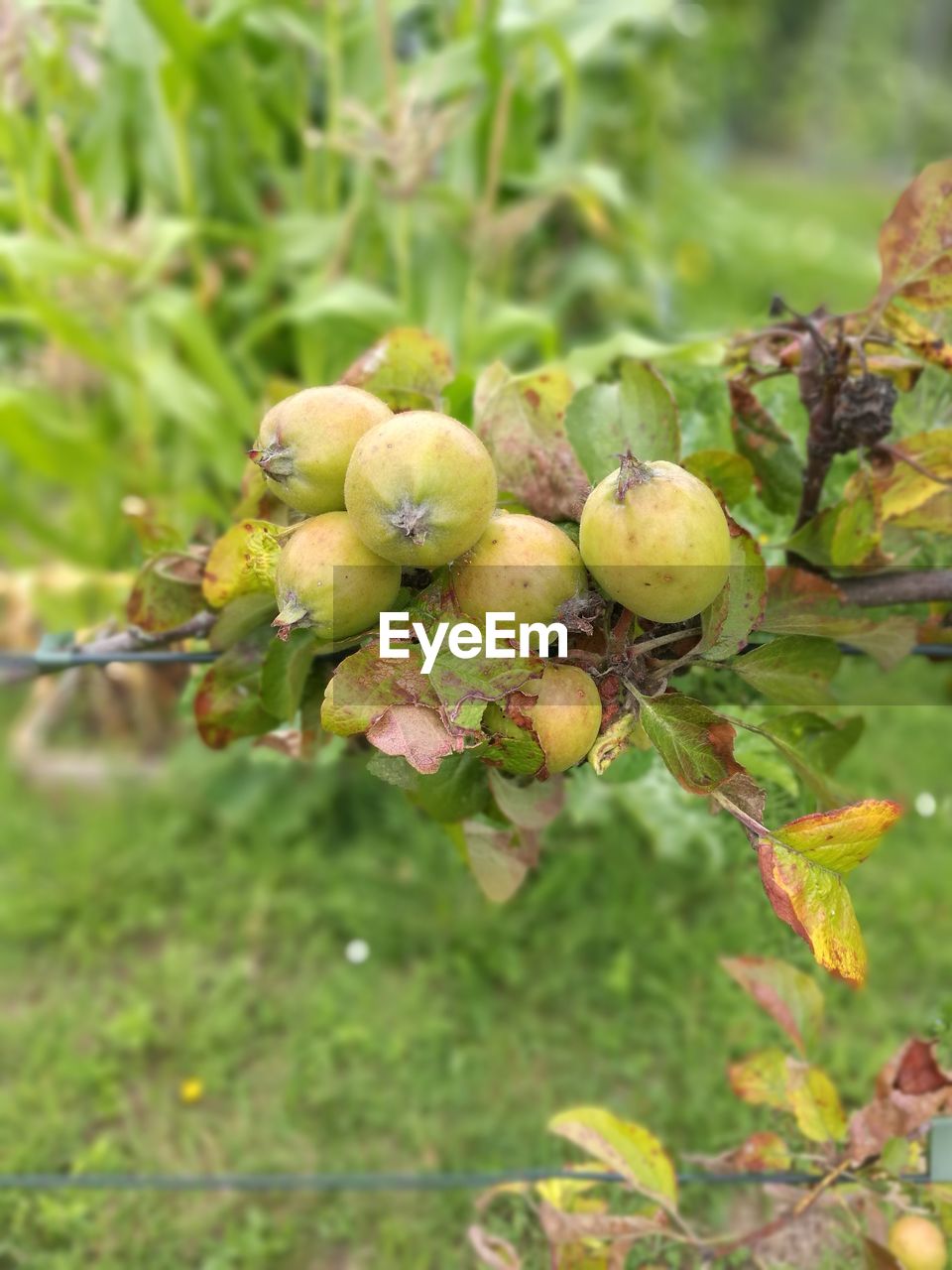 CLOSE-UP OF BERRIES ON TREE