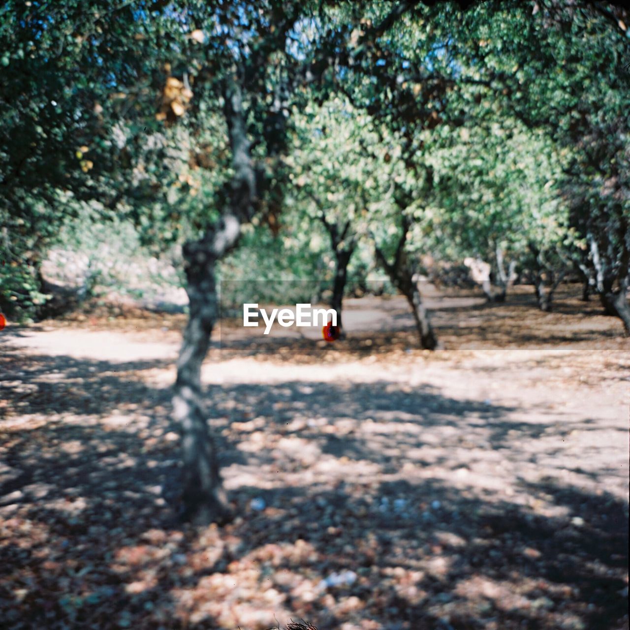 REAR VIEW OF A WOMAN IN THE FOREST