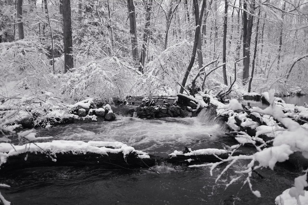 Snow covered trees by river in forest