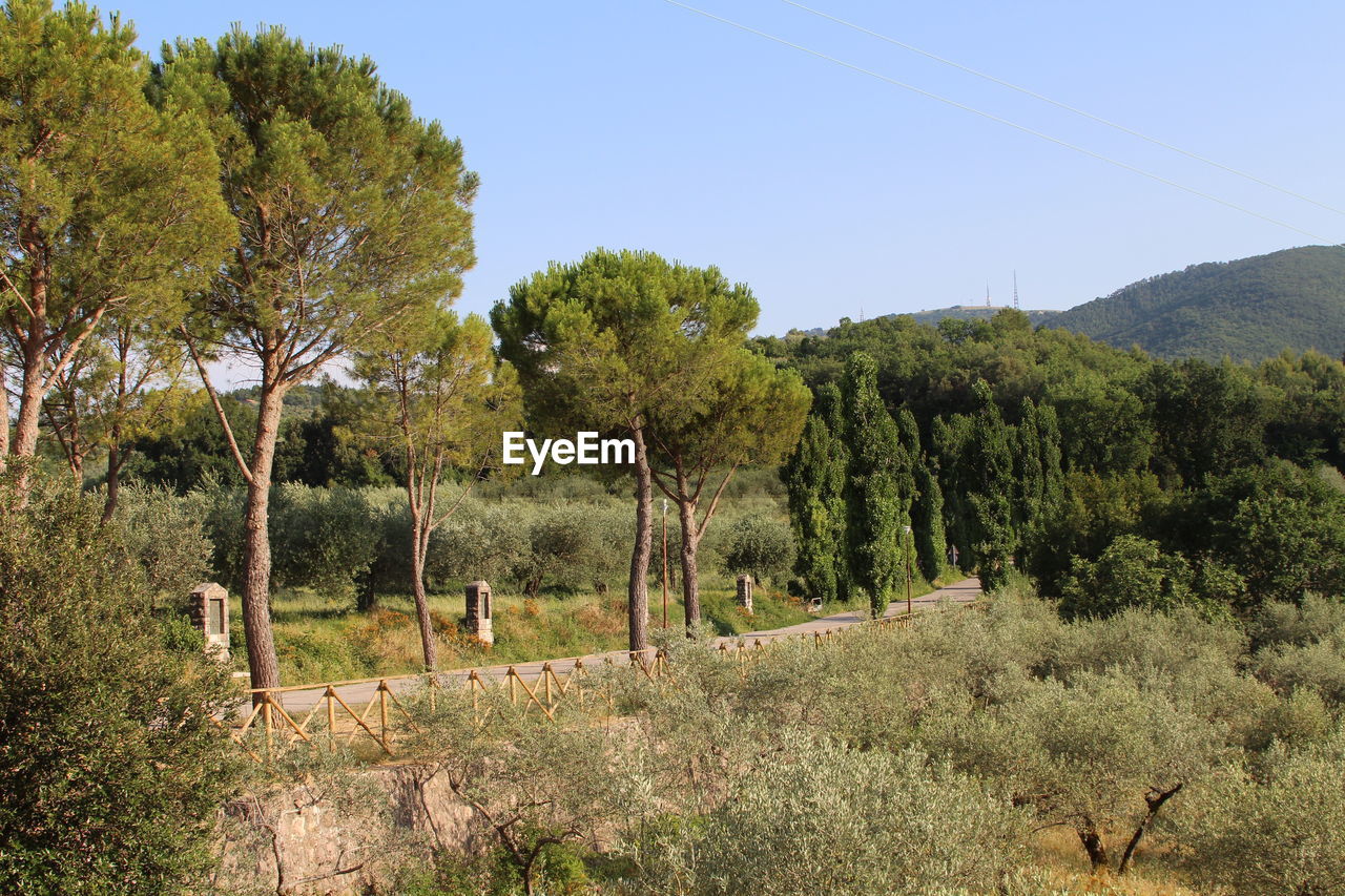 Trees in forest