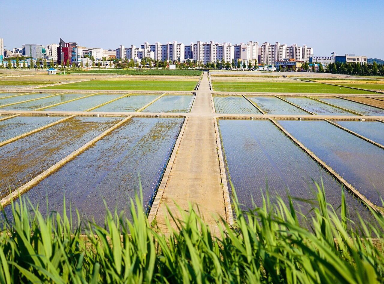 Grass in city against sky