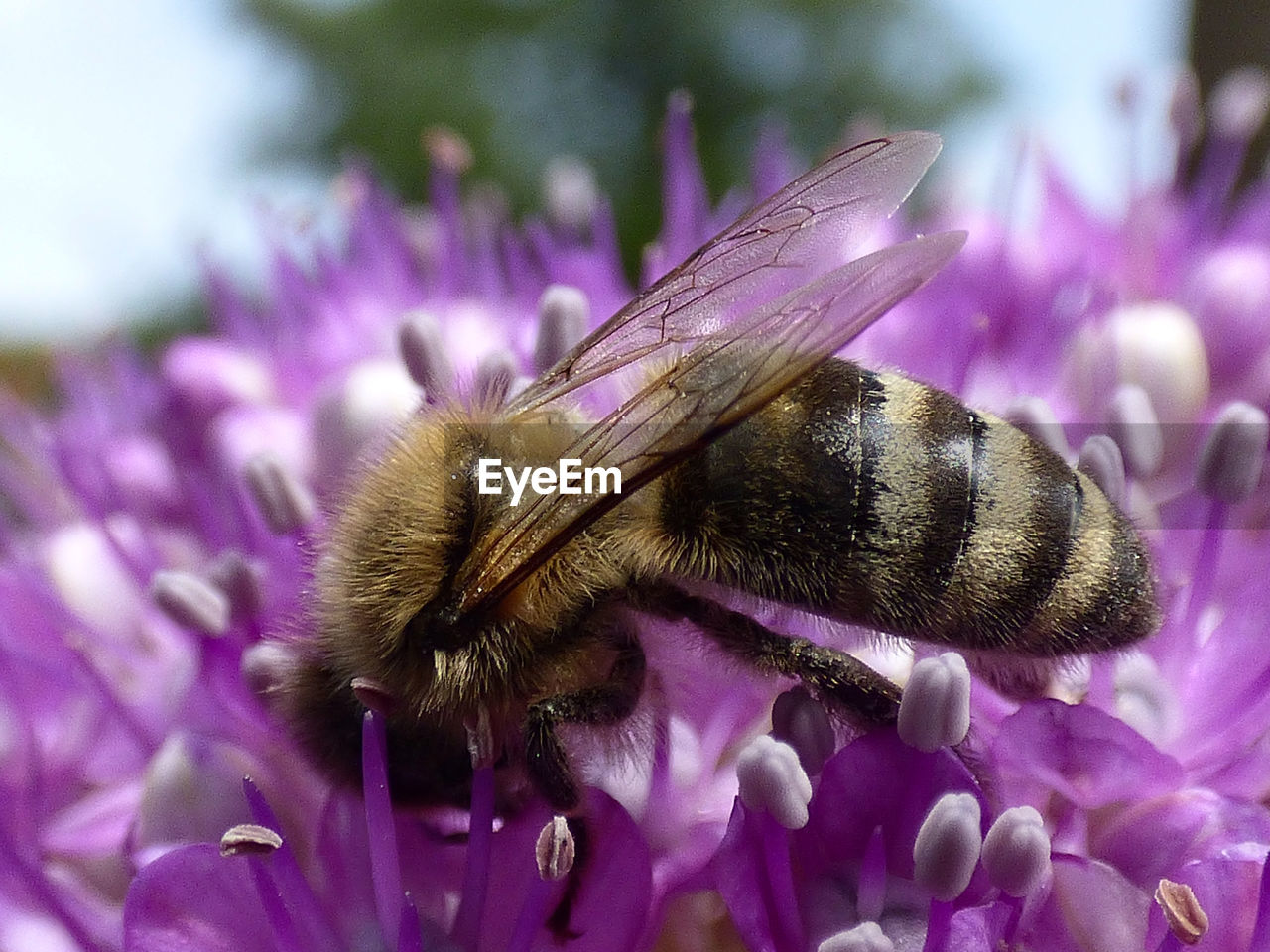 Close-up of bee on purple flower