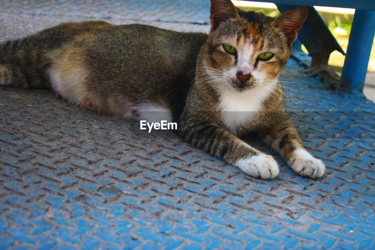 PORTRAIT OF A CAT LYING DOWN